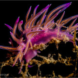 Pink Flabellina