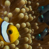 Two-banded anemone fish