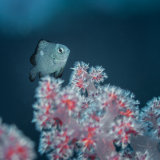 Three-spot dascyllus