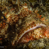 Scorpionfish