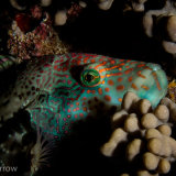 Linecheeked wrasse