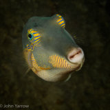 Orangestriped triggerfish