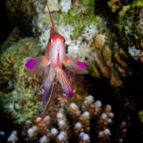 Lyretail anthias
