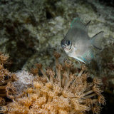 White-belly damselfish