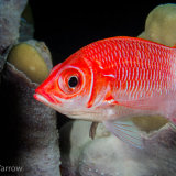 Squirrelfish