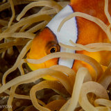 Anemonefish
