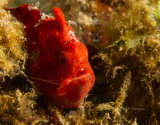 Juvenile frog fish