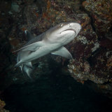 Whitetip reef shark
