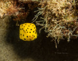 Yellow box fish