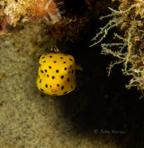 Yellow box fish