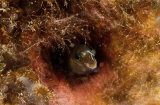 Comb tooth blenny