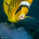 Red Sea racoon butterflyfish