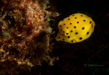 Yellow box fish