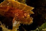 Leaf fish or leaf scorpionfish