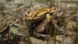 Mating toads