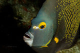 French angelfish