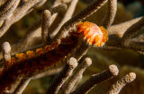 Fireworm on a sea fan