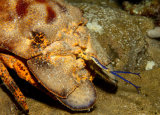 Sculptured slipper lobster