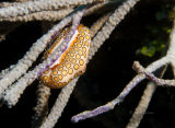 Flamingo tongue