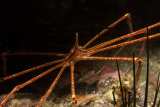 Yellowline arrow crab