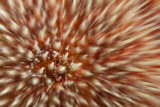 Common sea urchin