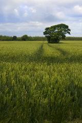 Crop Field in Summer