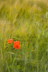 Remembrance