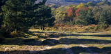 Ashdown Forest in autumn
