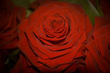 Valentine Rose