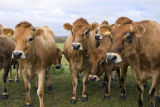 Curious Jersey Cows