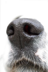 Wilson's nose