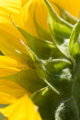 Behind the sunflower