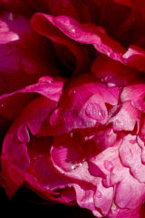 Peony after the rain