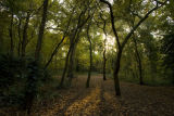 Spooky Trees in Autumn Light
