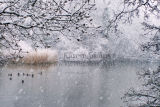 Snowy duck pond