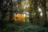 Forest Fire