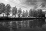 Trees on the River Avon