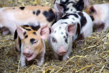 Spotty Piglets