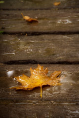 Maple Leaf in the Rain