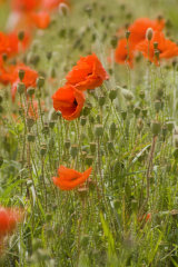 Poppy Field