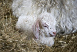 Angora Goat Kid
