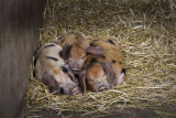 Three Little Piggies