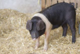 This Little Piggy