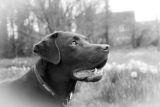 Murphy