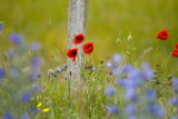 Wild Poppies