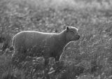 South Downs Lamb