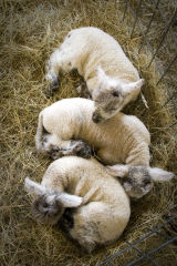 Spring Lambs Sleeping