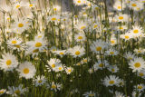 Oxeye Daisy