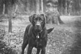 Murphy