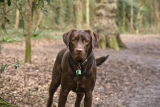 Murphy